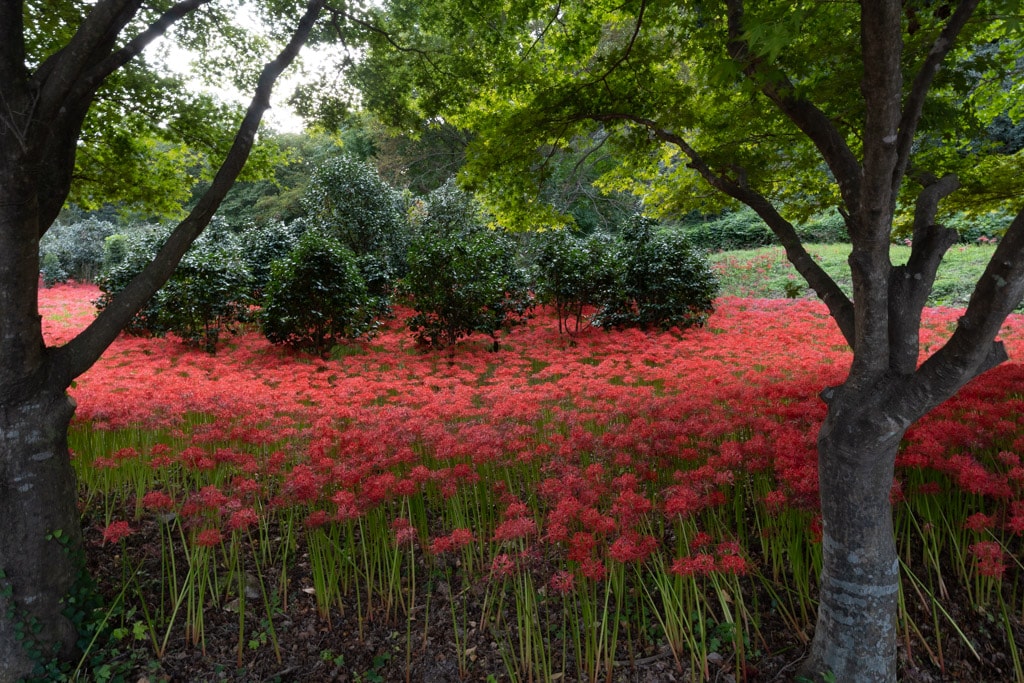 선운사 꽃무릇을 담아보다 3