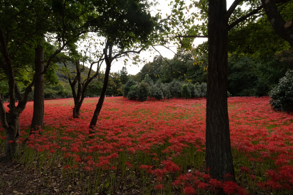 선운사 꽃무릇을 담아보다 2