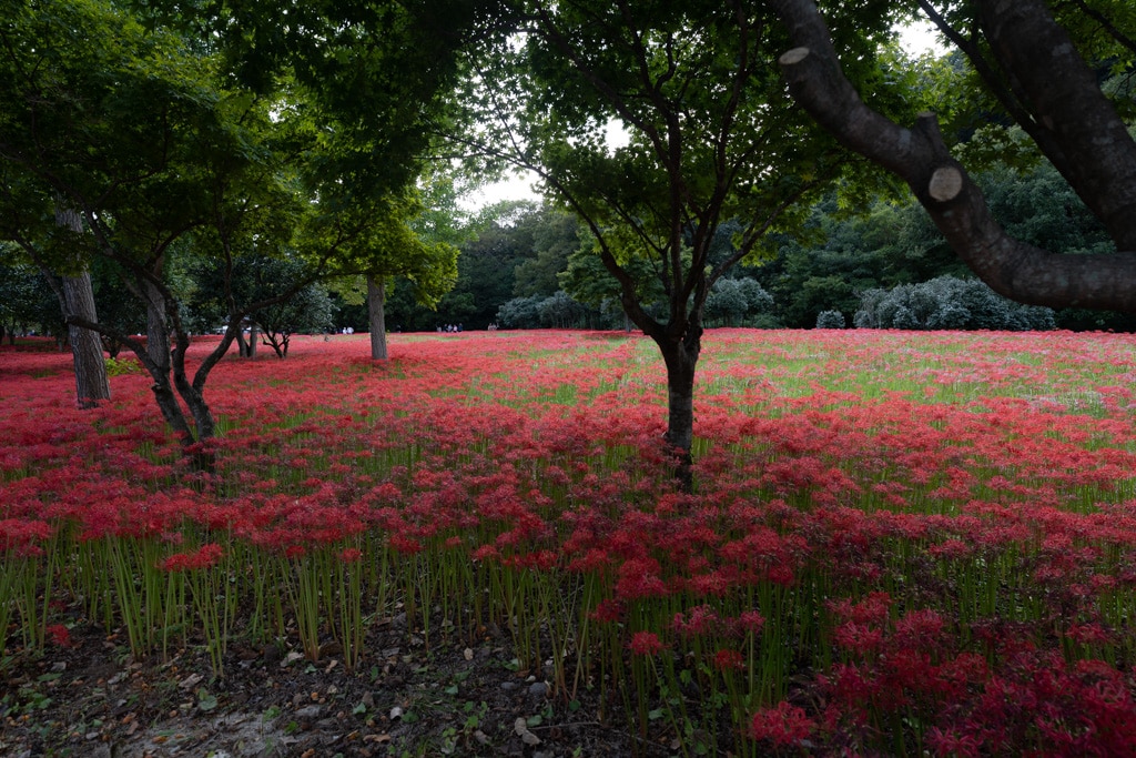 선운사 꽃무릇을 담아보다 1