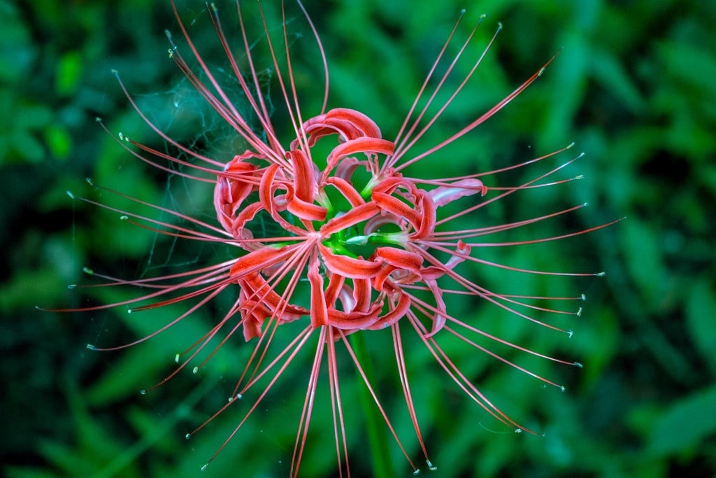 선운사 꽃무릇을 담아보다 8