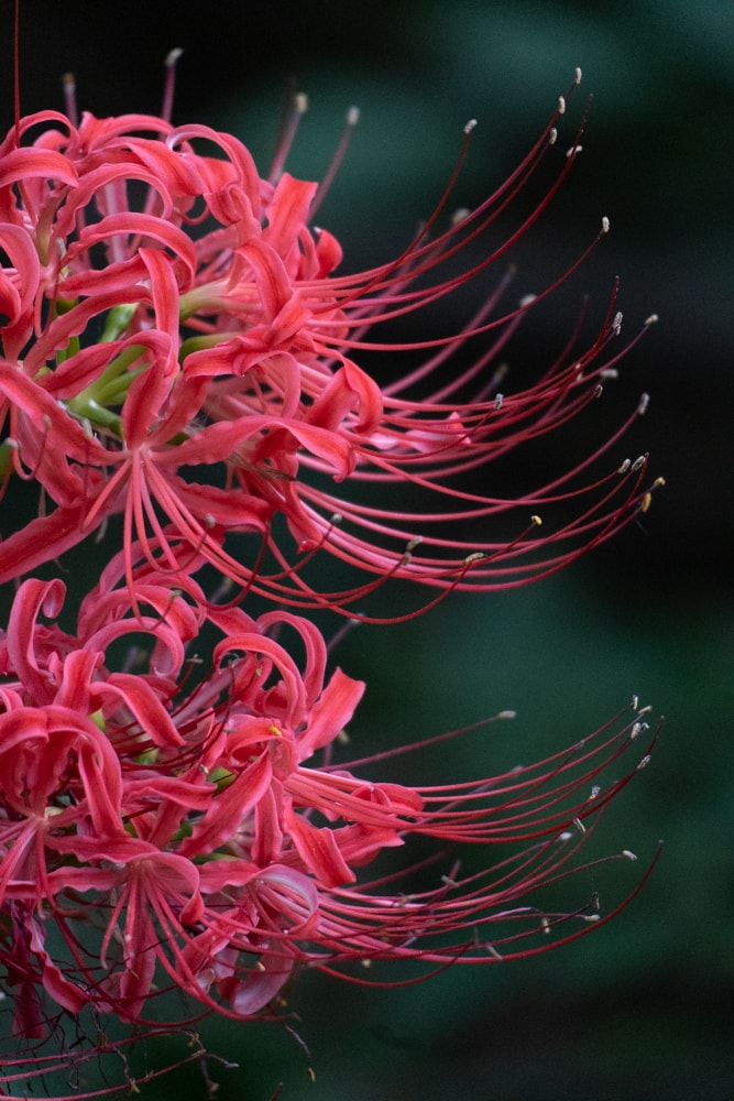 선운사 꽃무릇을 담아보다 7