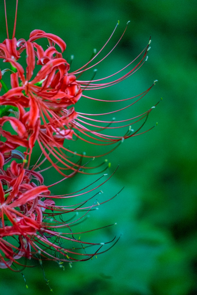 선운사 꽃무릇을 담아보다 6