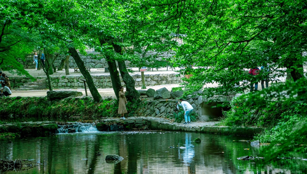 선운사 꽃무릇을 담아보다 22