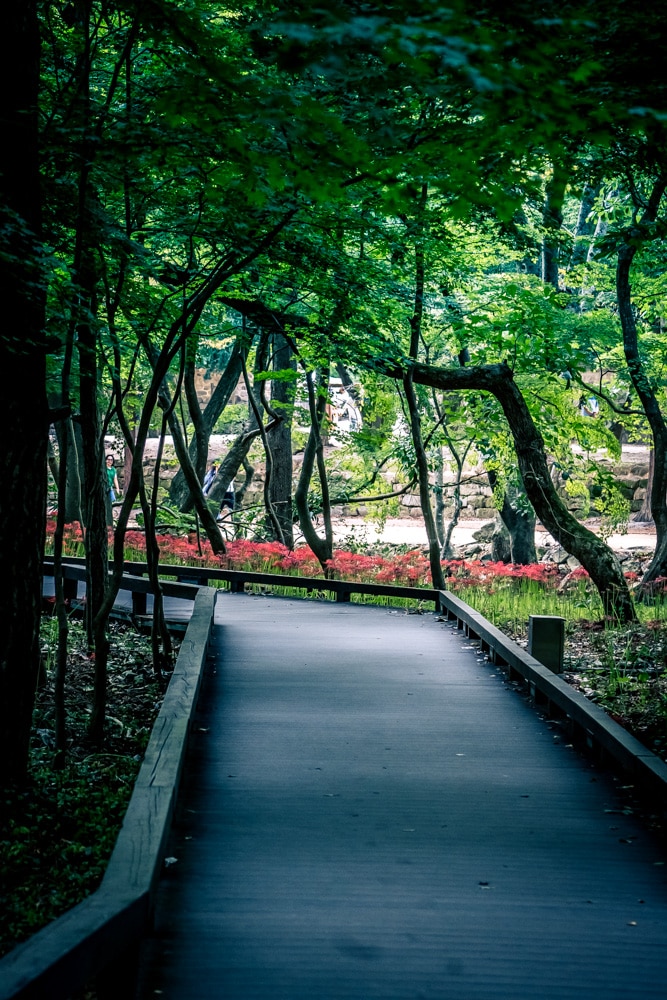 선운사 꽃무릇을 담아보다 27