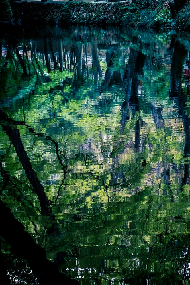 선운사 꽃무릇을 담아보다 21