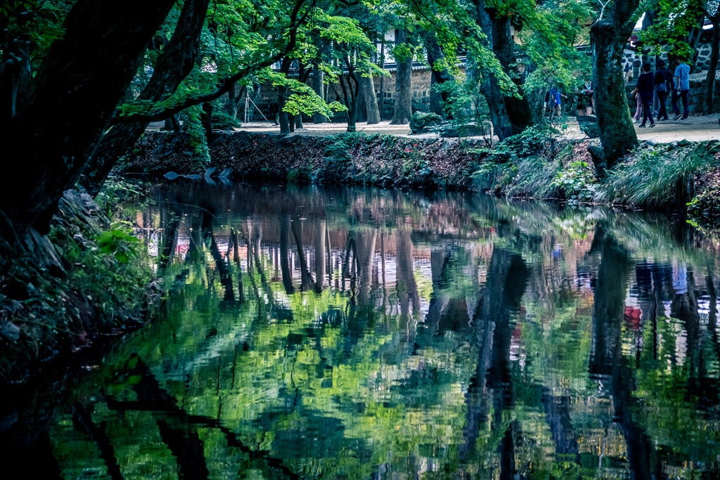 선운사 꽃무릇을 담아보다 19