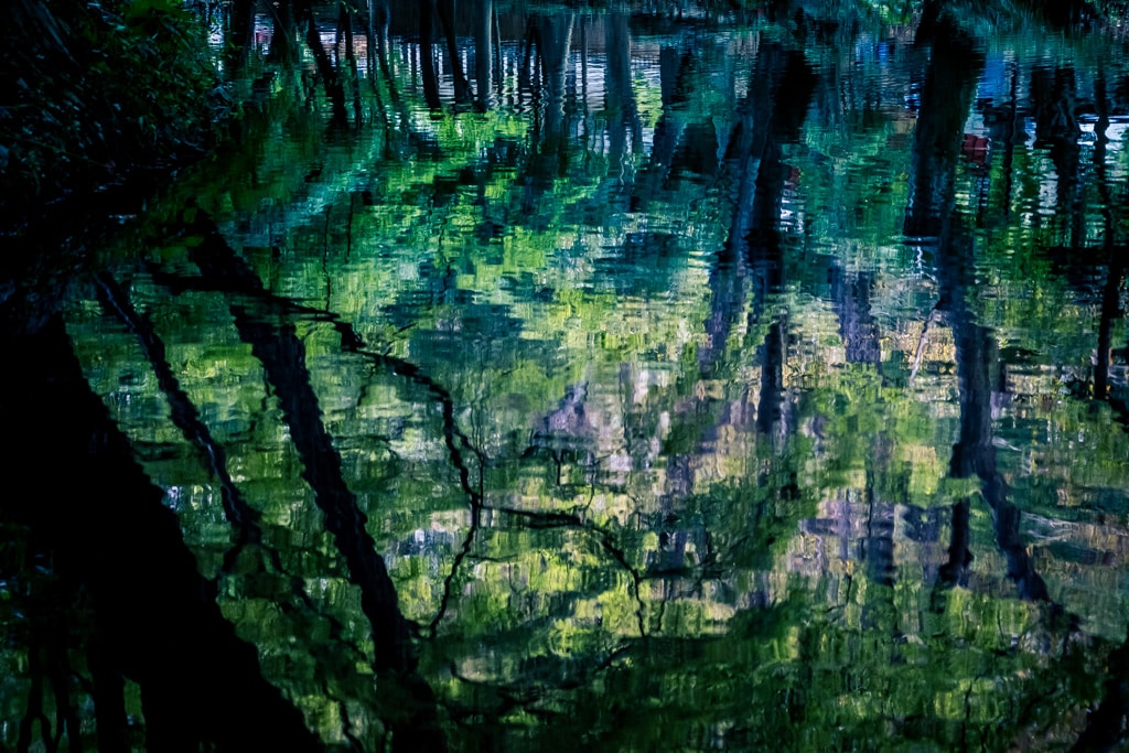 선운사 꽃무릇을 담아보다 20