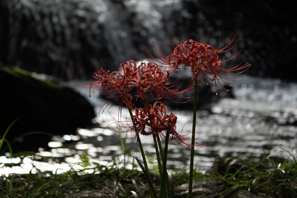 선운사 꽃무릇을 담아보다 17