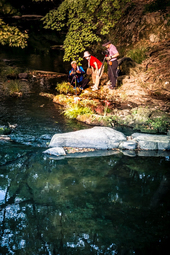 선운사 꽃무릇을 담아보다 12