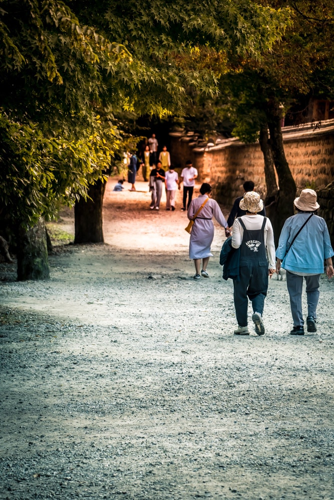 선운사 꽃무릇을 담아보다 32