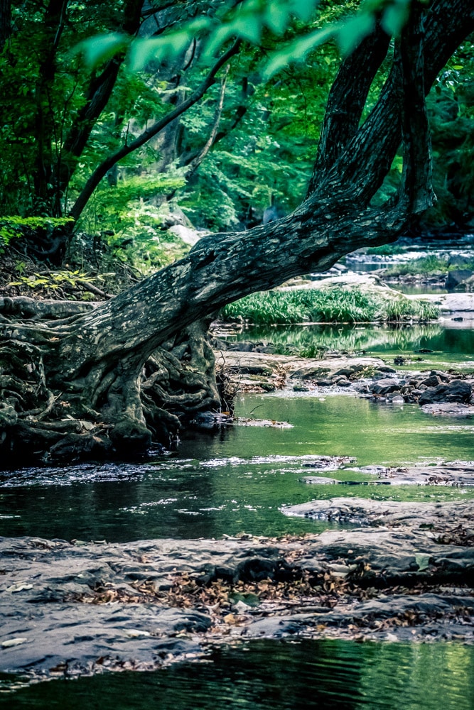 선운사 꽃무릇을 담아보다 24