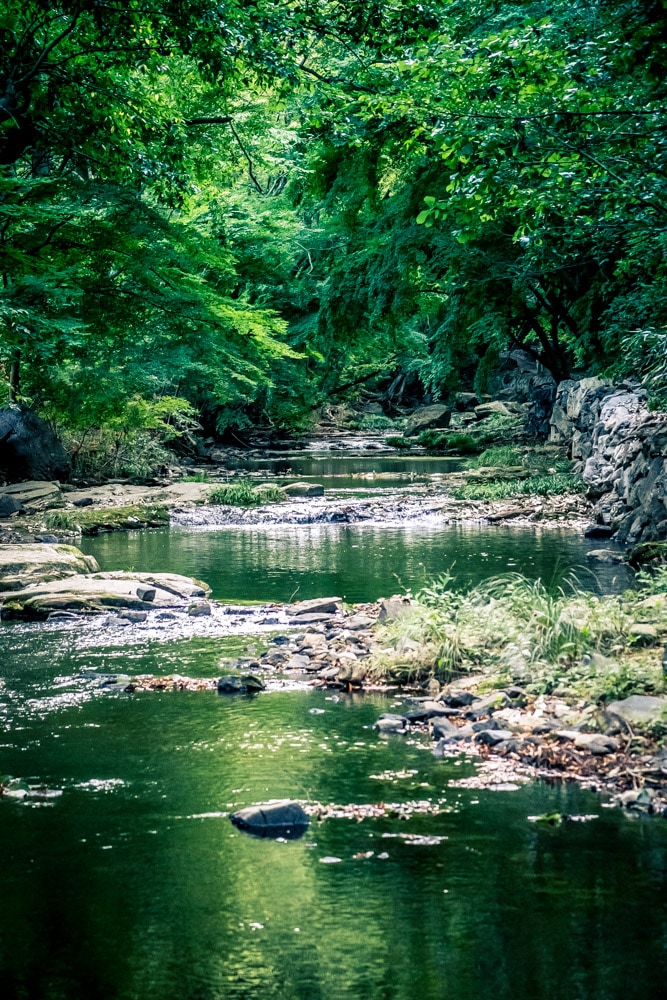 선운사 꽃무릇을 담아보다 26