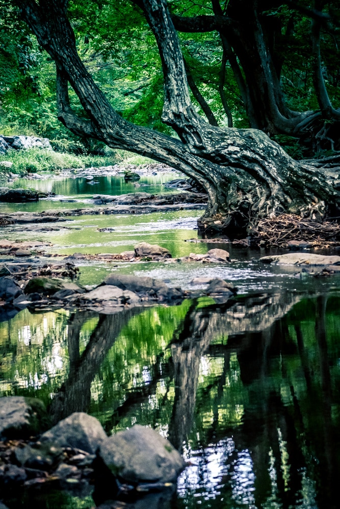 선운사 꽃무릇을 담아보다 23