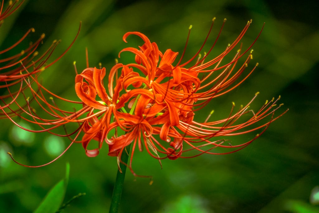 선운사 꽃무릇을 담아보다 9