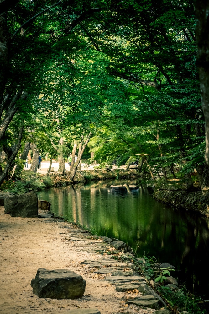 선운사 꽃무릇을 담아보다 25