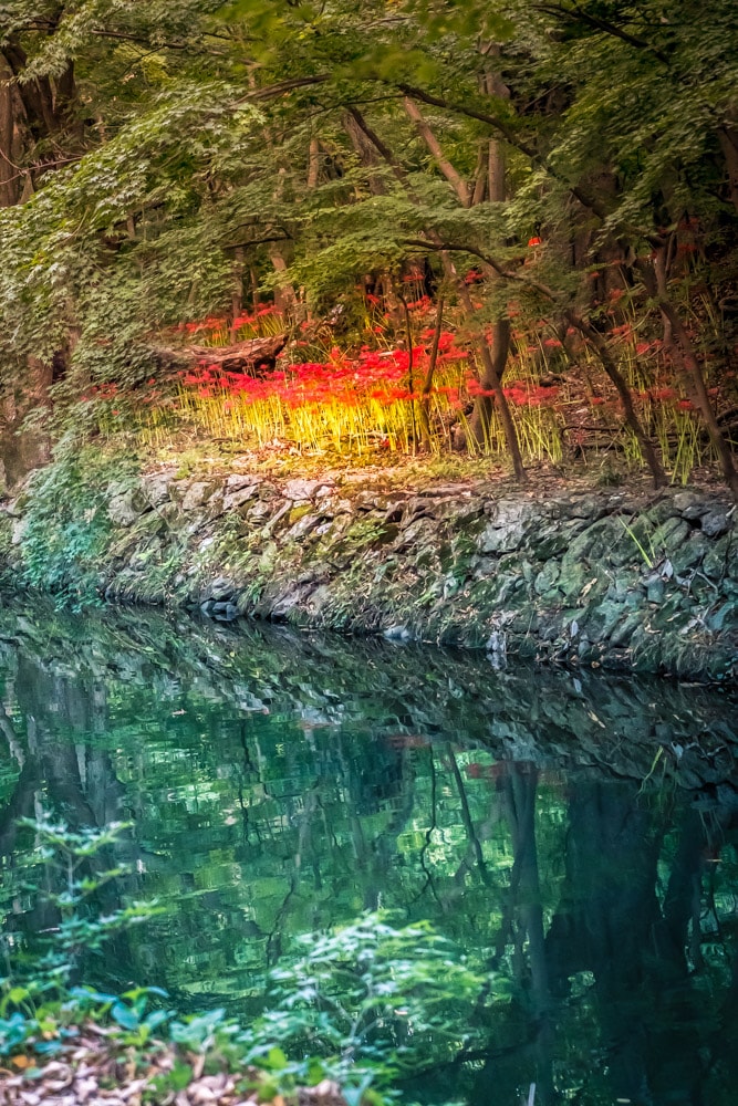 선운사 꽃무릇을 담아보다 11