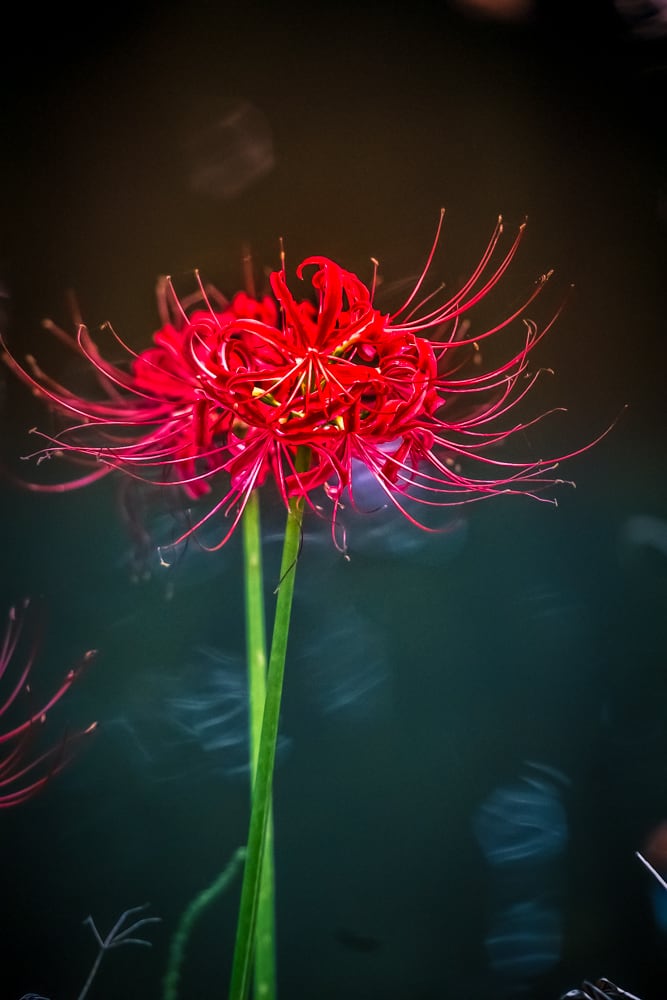 가을꽃 출사지 27