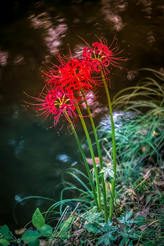 선운사 꽃무릇을 담아보다 15