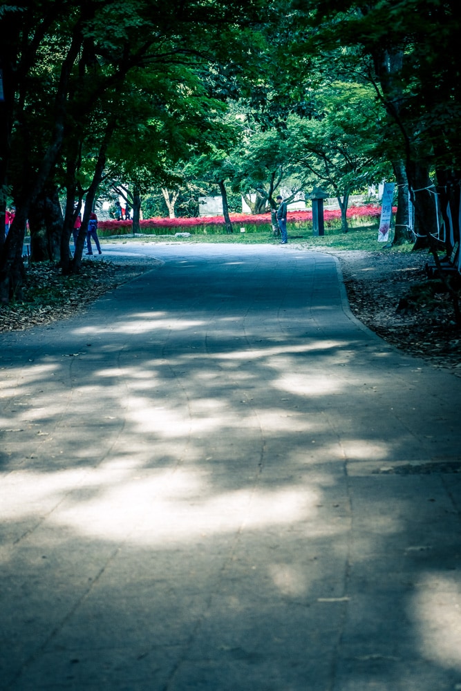 선운사 꽃무릇을 담아보다 28