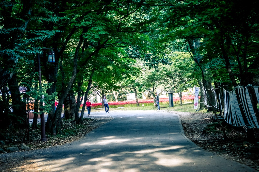 선운사 꽃무릇을 담아보다 29