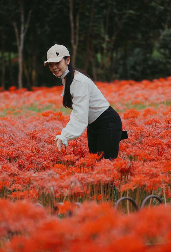 선운사 꽃무릇을 담아보다 33