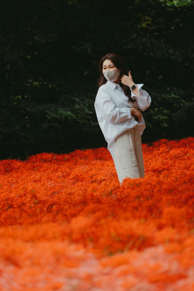 선운사 꽃무릇을 담아보다 34