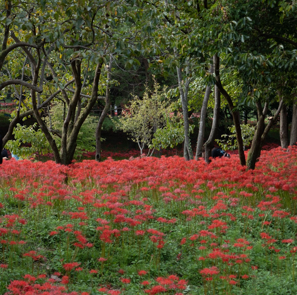 선운사 꽃무릇을 담아보다 5