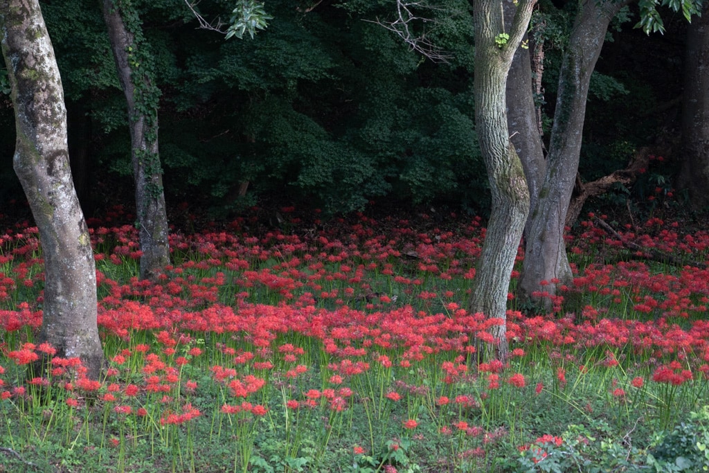 선운사 꽃무릇을 담아보다 13