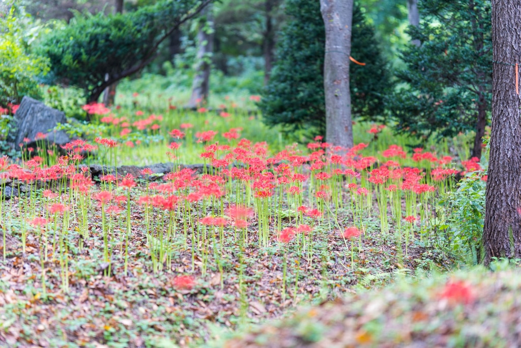 신구대식물원 꽃무릇 개화 상황