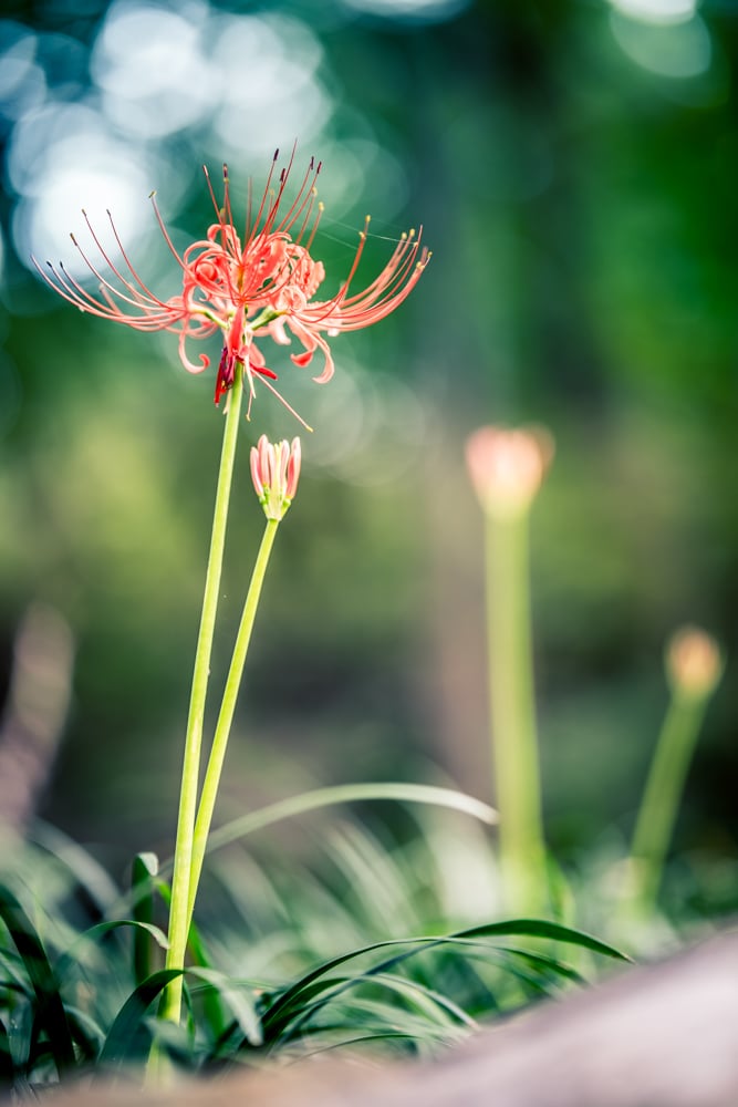 신구대식물원 꽃무릇을 담아보다. 61