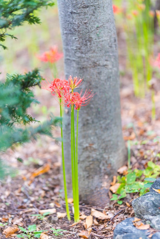 신구대식물원 꽃무릇을 담아보다. 57
