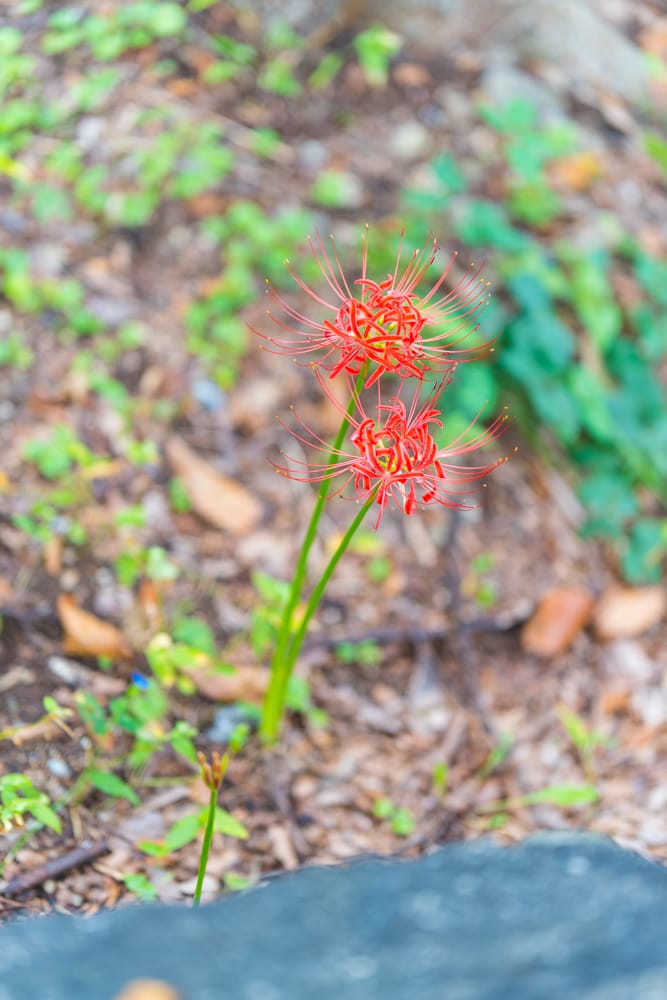 신구대식물원 꽃무릇을 담아보다. 56