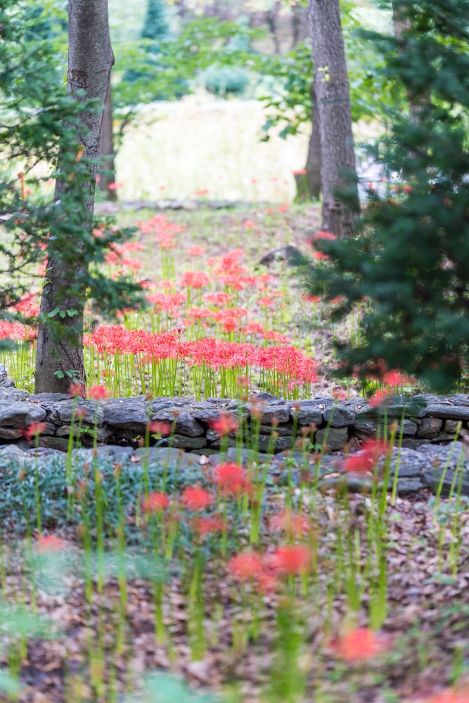 신구대식물원 꽃무릇 개화 상황