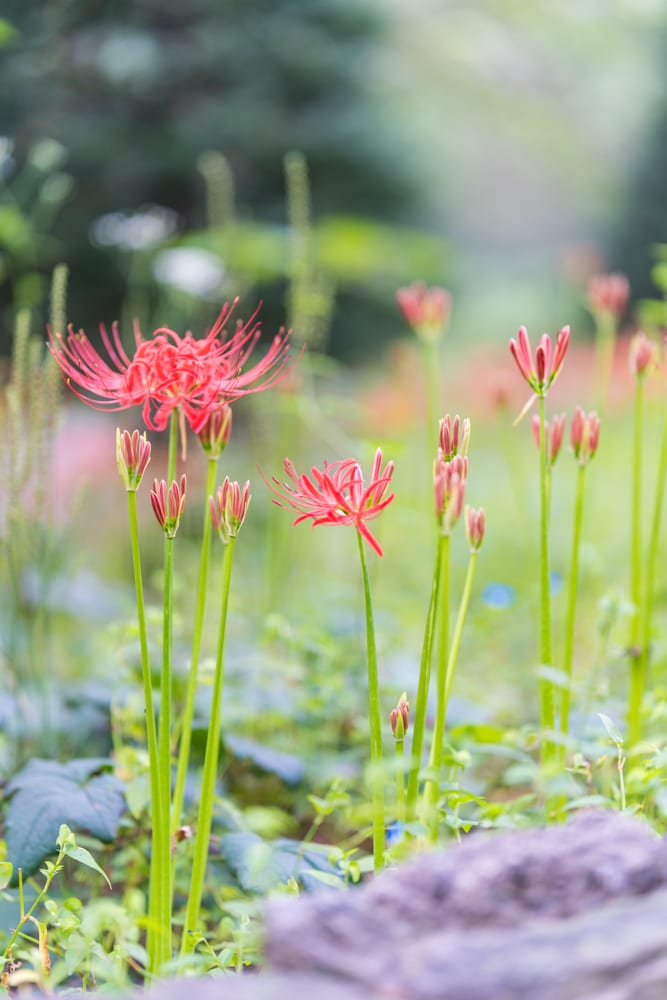 신구대식물원 꽃무릇을 담아보다. 55