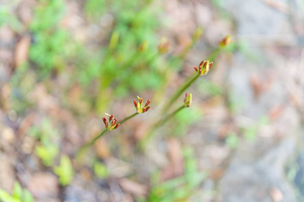 신구대식물원 꽃무릇 개화 전 싱그러움