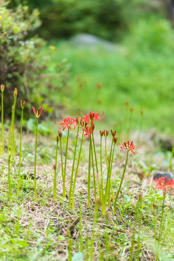 신구대식물원 꽃무릇 개화 전 싱그러움