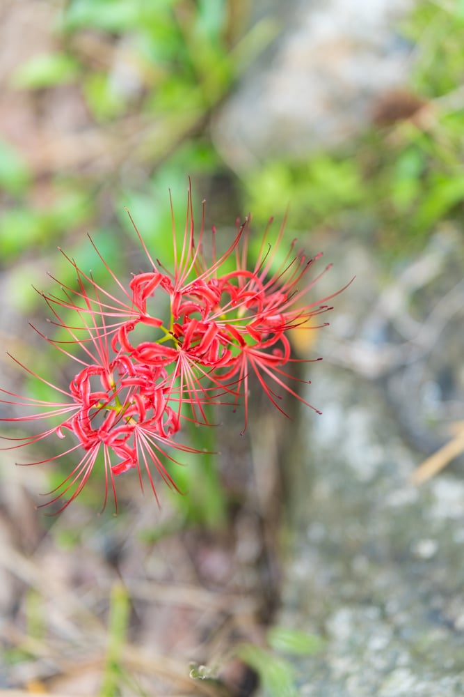 신구대식물원 꽃무릇을 담아보다. 60
