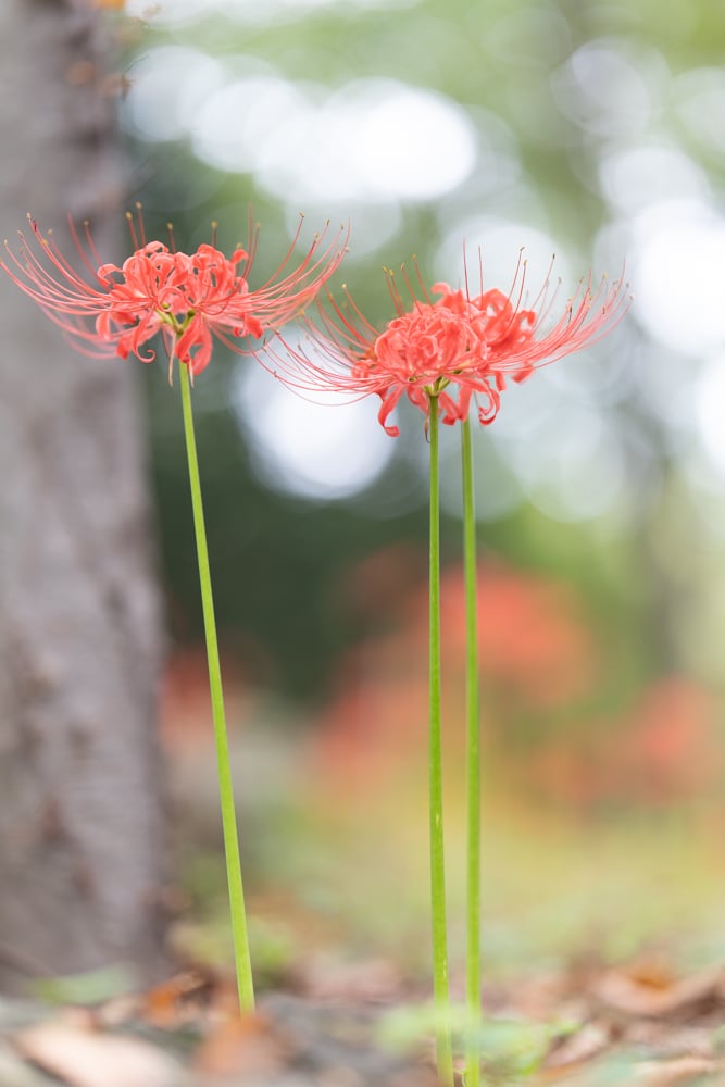 신구대식물원 꽃무릇을 담아보다. 59
