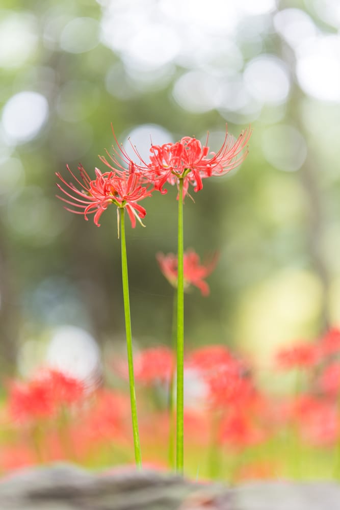 신구대식물원 꽃무릇을 담아보다. 58
