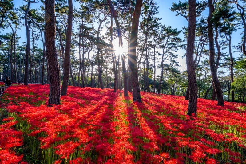 계절별 출사지 총정리, 사계절별 사진찍기 좋은 곳을 소개 71