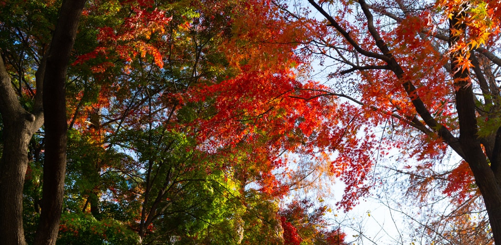 2022년 이화여대 가을 풍경, feat 논술고사 18 2022년 이화여대 가을 풍경, feat 논술고사 18