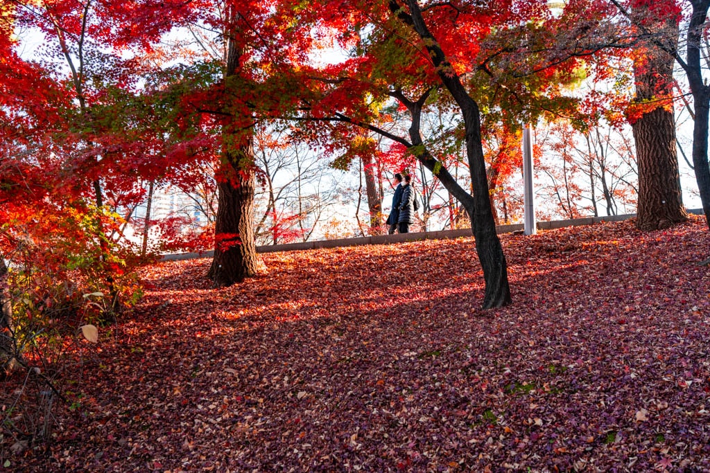2022년 이화여대 가을 풍경, feat 논술고사 16 2022년 이화여대 가을 풍경, feat 논술고사 16