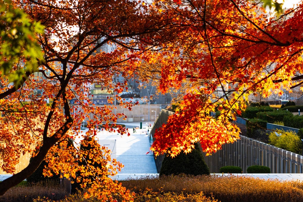 2022년 이화여대 가을 풍경, feat 논술고사 13 2022년 이화여대 가을 풍경, feat 논술고사 13