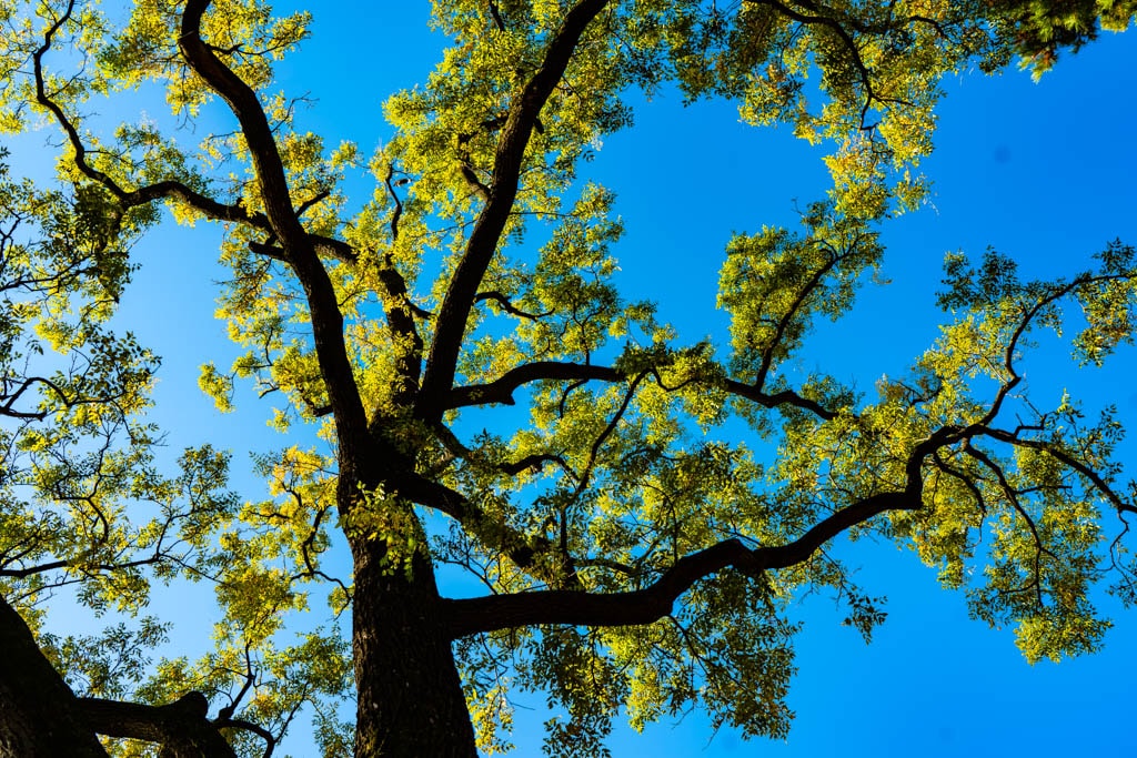 고궁의 가을을 느끼며, 경복궁 가을, 창덕궁 가을을 만나다 11