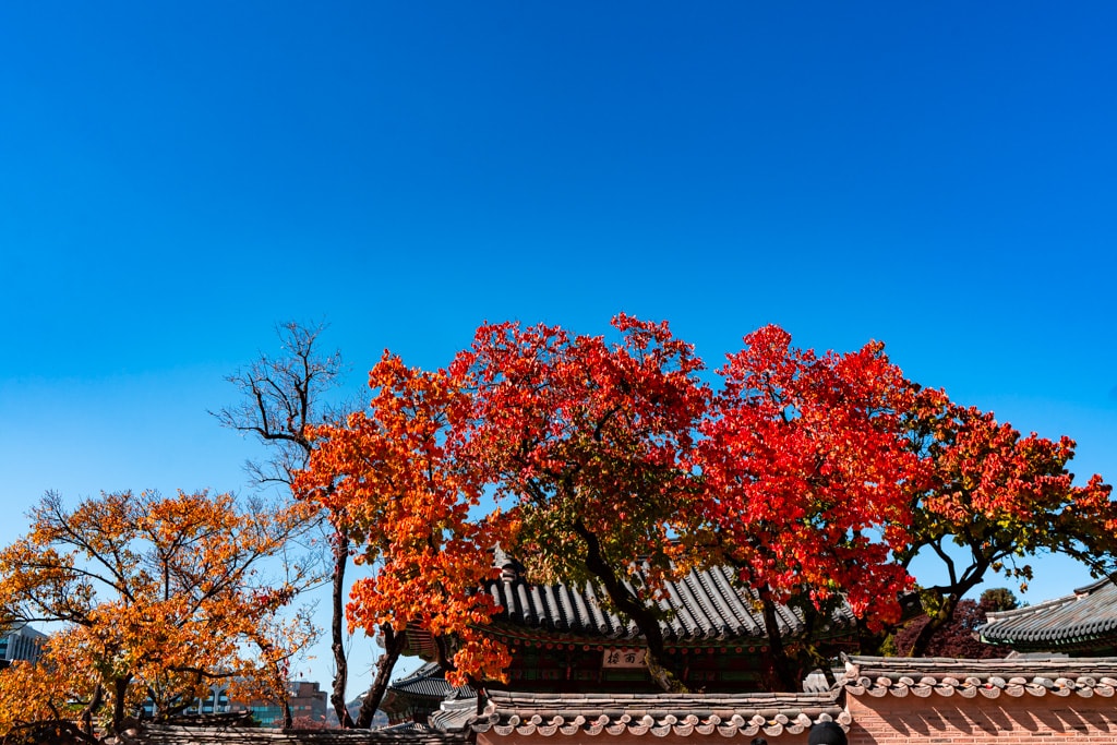 고궁의 가을을 느끼며, 경복궁 가을, 창덕궁 가을을 만나다 12