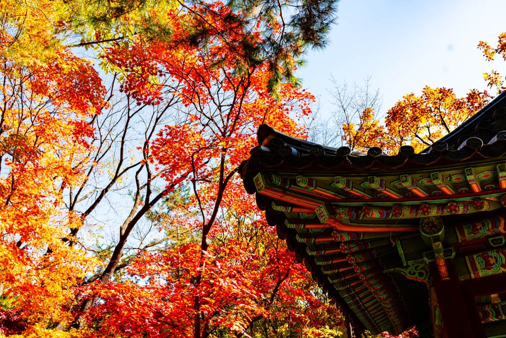 고궁의 가을을 느끼며, 경복궁 가을, 창덕궁 가을을 만나다 13
