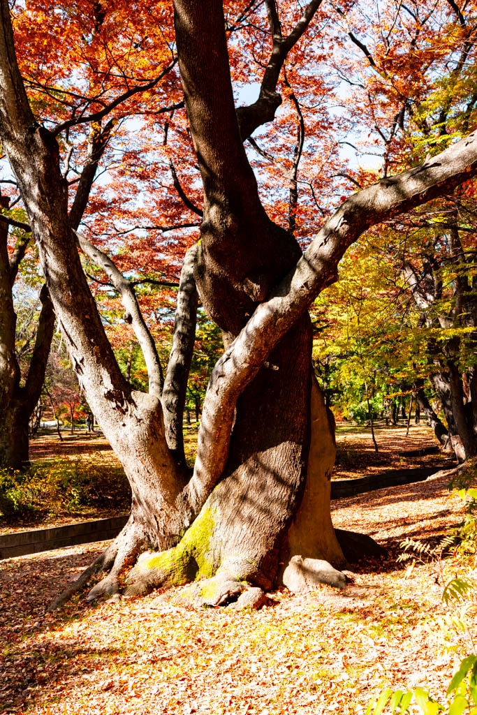 고궁의 가을을 느끼며, 경복궁 가을, 창덕궁 가을을 만나다 18