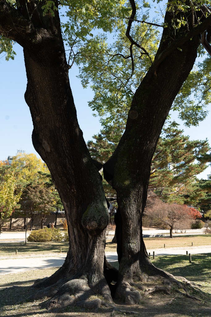 고궁의 가을을 느끼며, 경복궁 가을, 창덕궁 가을을 만나다 19