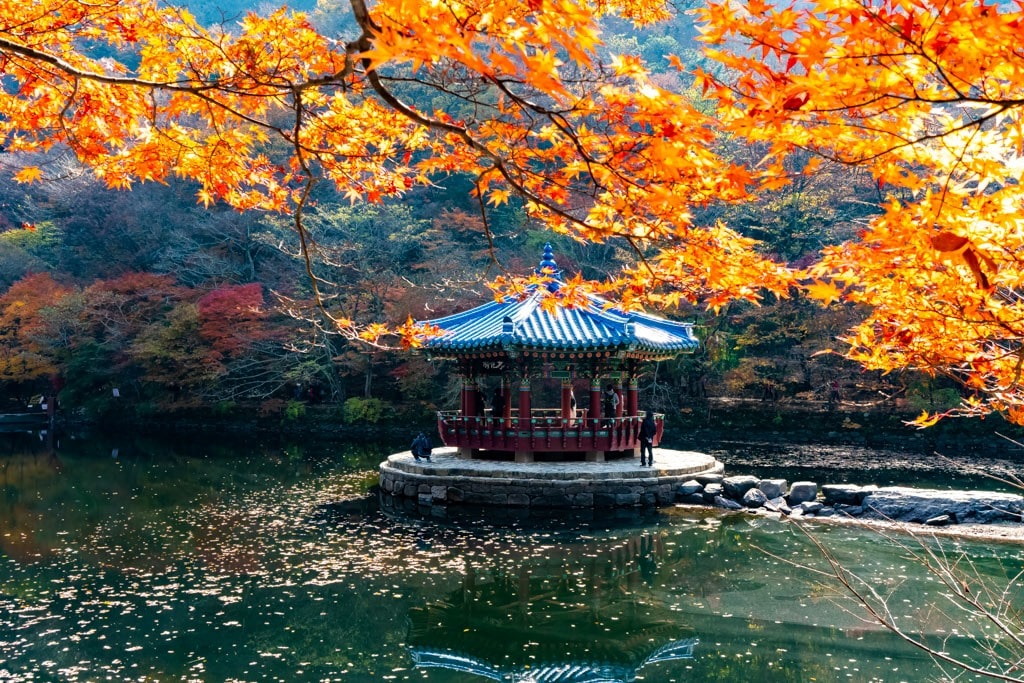 22년 내장산 단풍, 진 단풍이 더 아름답더라. 5 내장사 단풍 구경, 그나마 남아있던 단품나무를 배경으로 담아본 우화정 풍경, 호수에 단풍잎이 떠 있어 아주 신비로운 분위기를 느끼기 어려웠다.