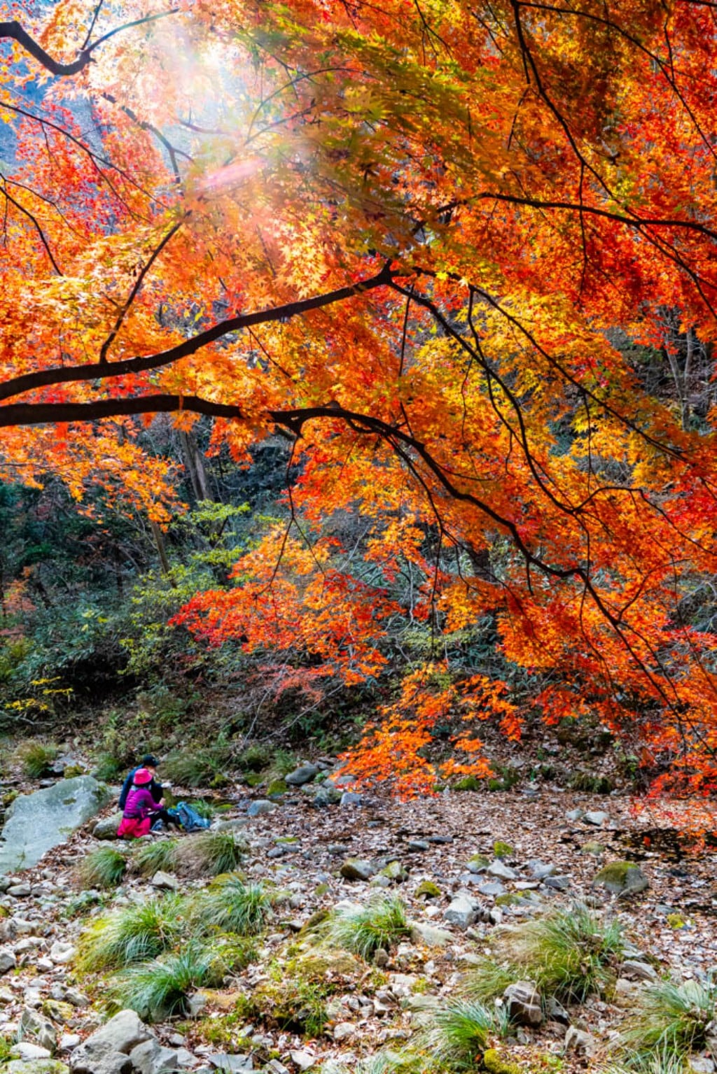 22년 내장산 단풍, 진 단풍이 더 아름답더라. 4 내장사 단풍 구경, 단풍 아래 사이좋게 식사를 하는 부부의 모습,
